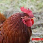 Diferencia entre gallo, gallina y pollo