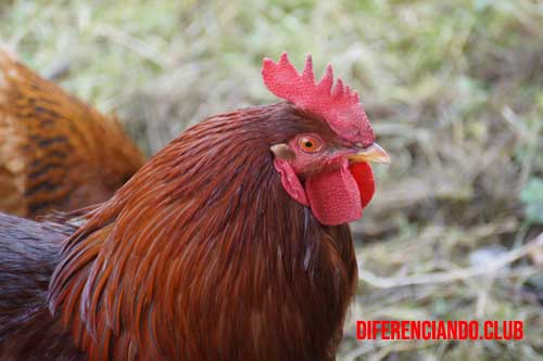 diferencia entre gallo y gallina