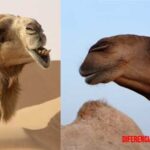 Diferencia entre camello y dromedario, animales característicos del desierto