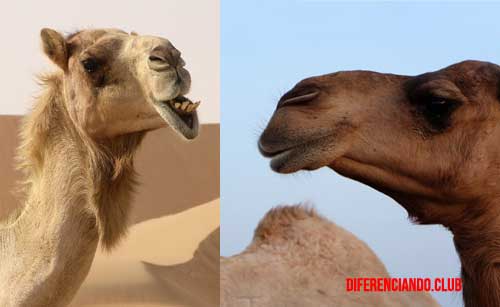 diferencia entre camello y dromedario