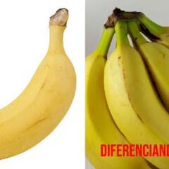 diferencia entre plátano y banana