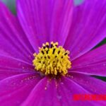 Diferencia entre polen y néctar en el ciclo de las plantas