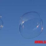 Diferencia entre el punto de burbuja y punto de rocío